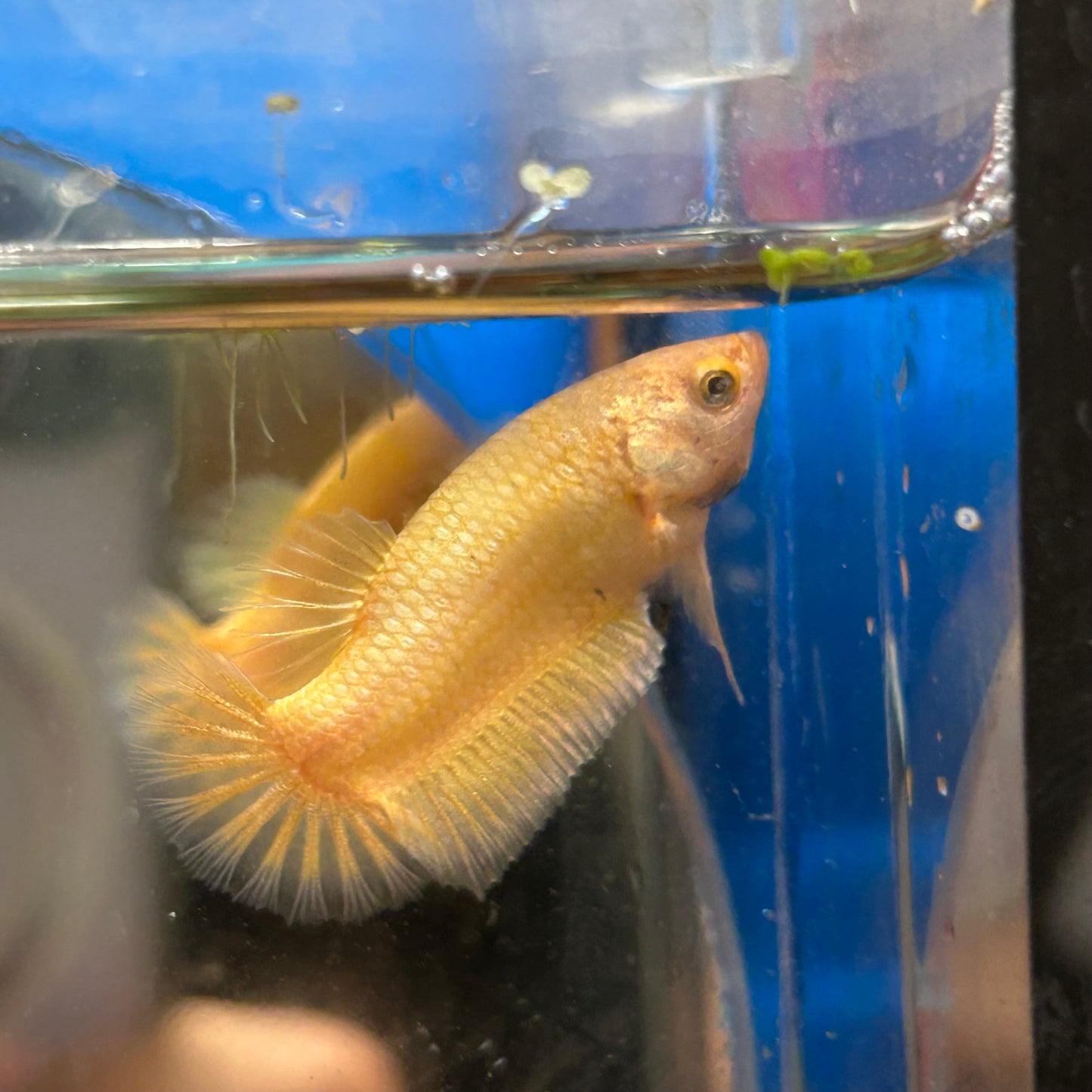 Gold Vanda Plakat - Female Betta 150