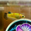 Koi Neon Plakat - Female Betta