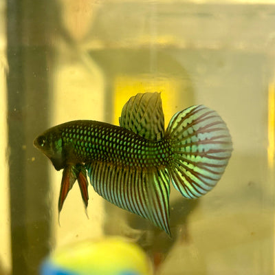 Green Mahachai Wild - Male Betta 152