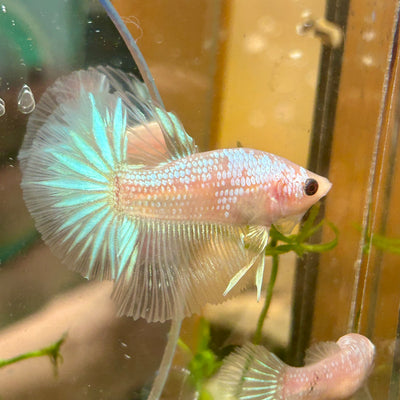 White Copper Fancy Halfmoon - Male Betta 055