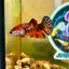 Multicolor Metallic Plakat - Female Betta 029