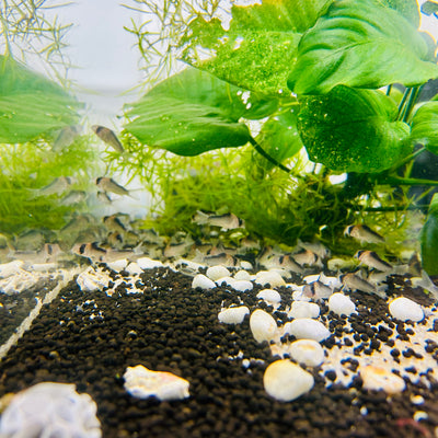 Adolfoi Corydoras
