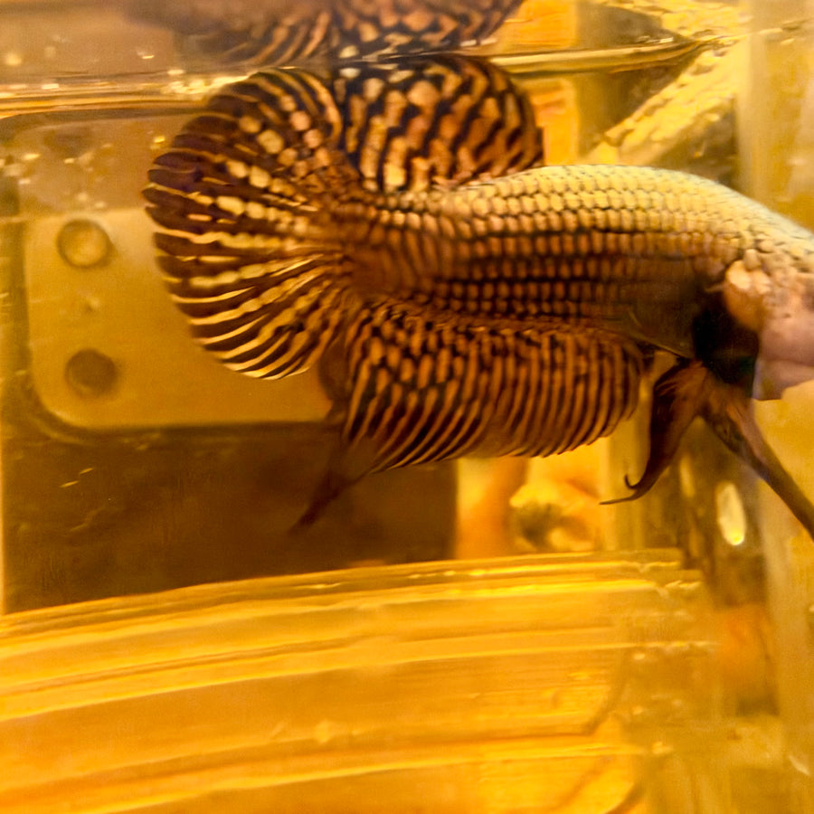 Wild Hybrid Alien Copper  Spade Tail - Male Betta #058