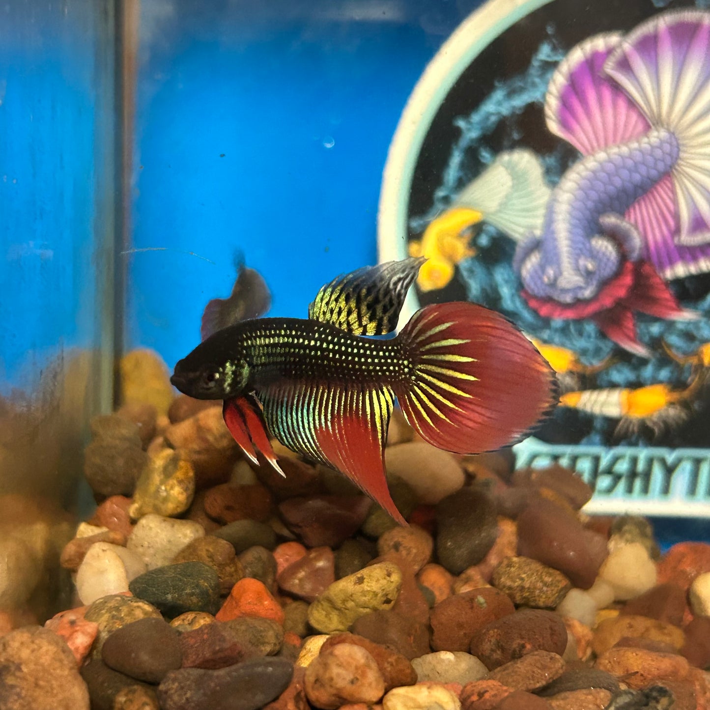 Wild Imbellis Long fins - Male Betta 050