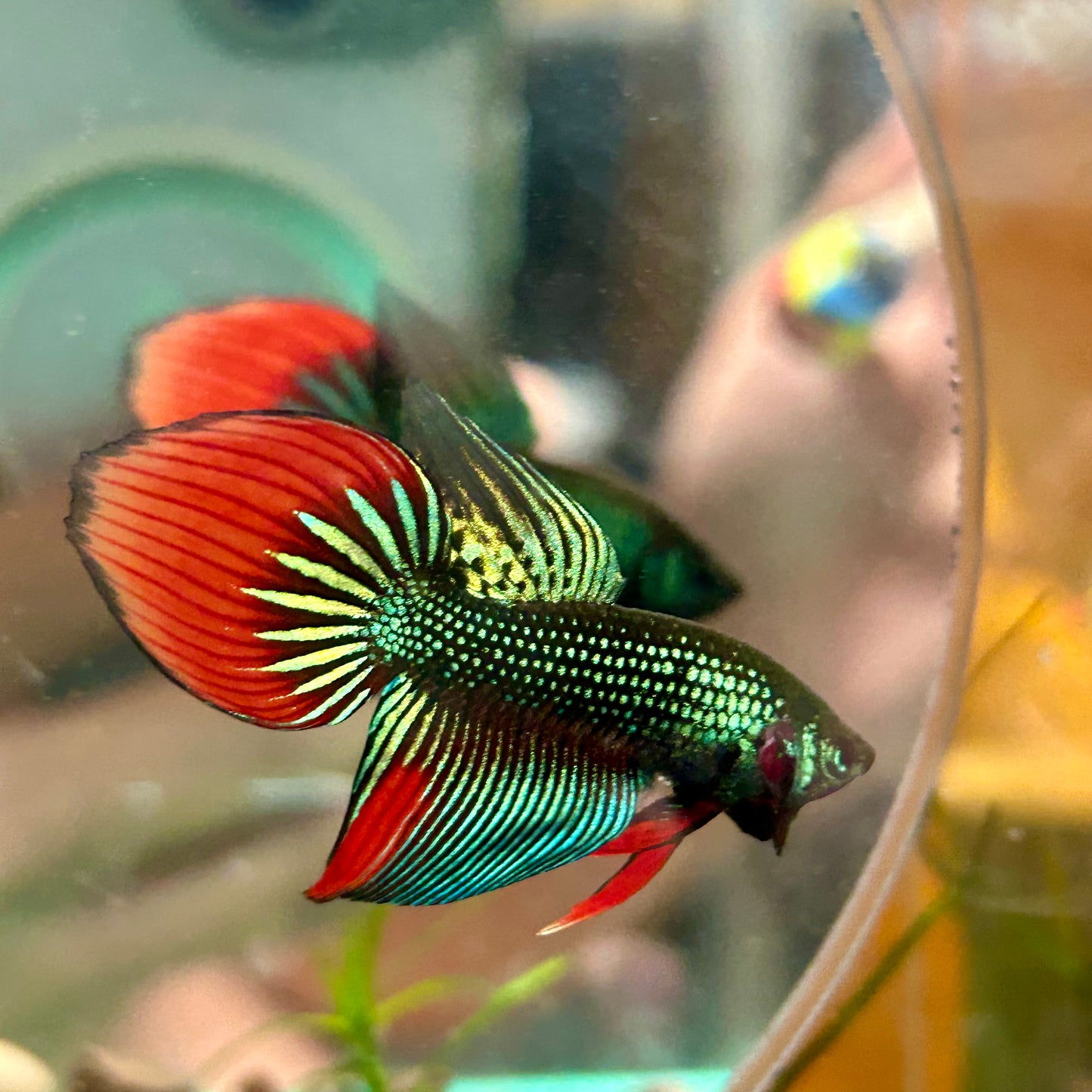 Wild Imbellis Long fins - Male Betta 140