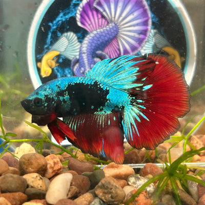 Avarta Vampire Halfmoon - Male Betta 097