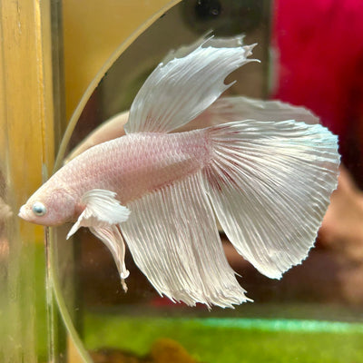 Dumbo White Soft Pink Halfmoon - Male Betta 050