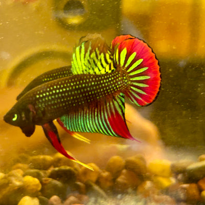 Wild Imbellis Green - Male Betta 010