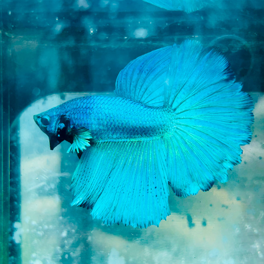 Halfmoon Green Turquoise Male Betta #119