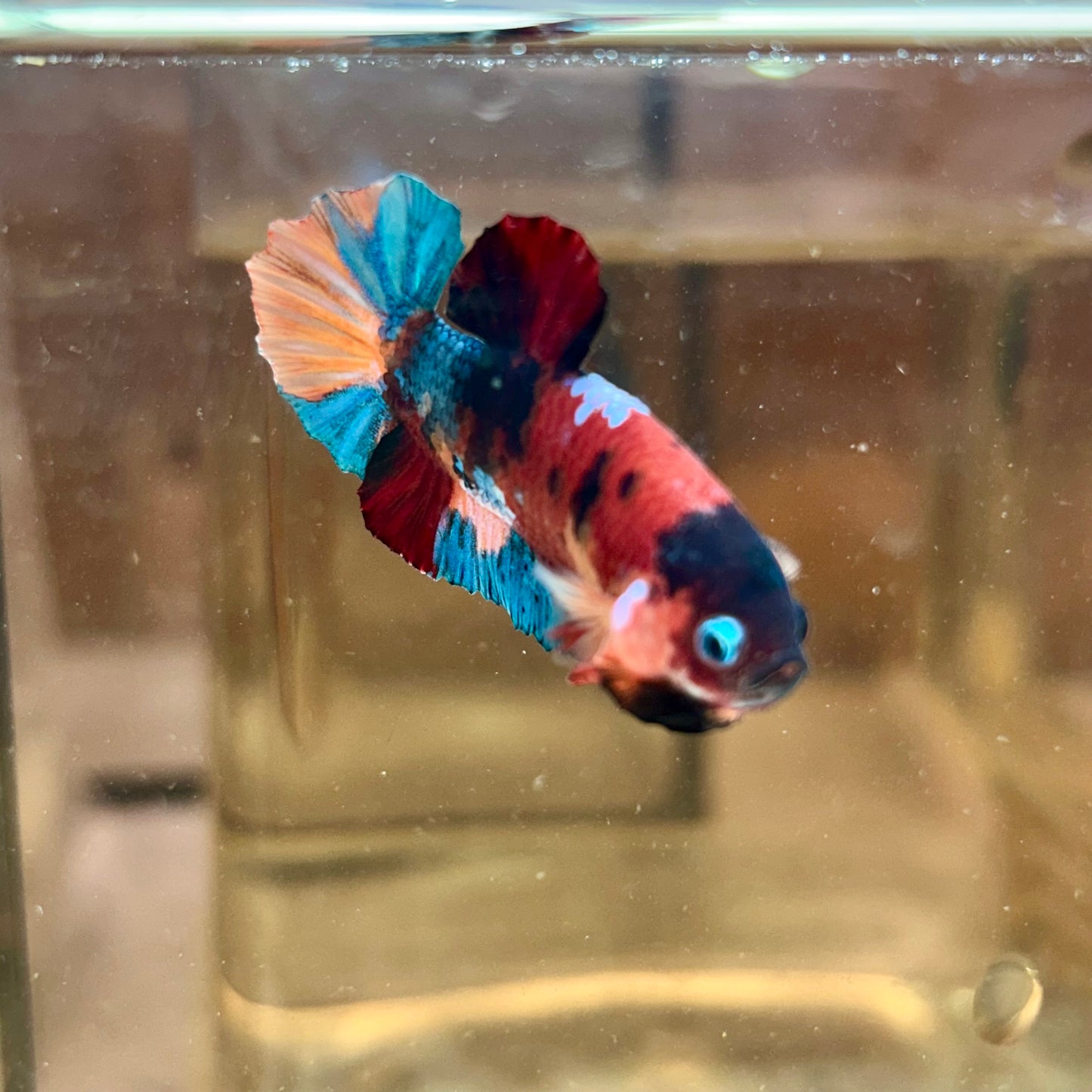 Black Mask Nemo Koi Plakat  - Male Betta 166