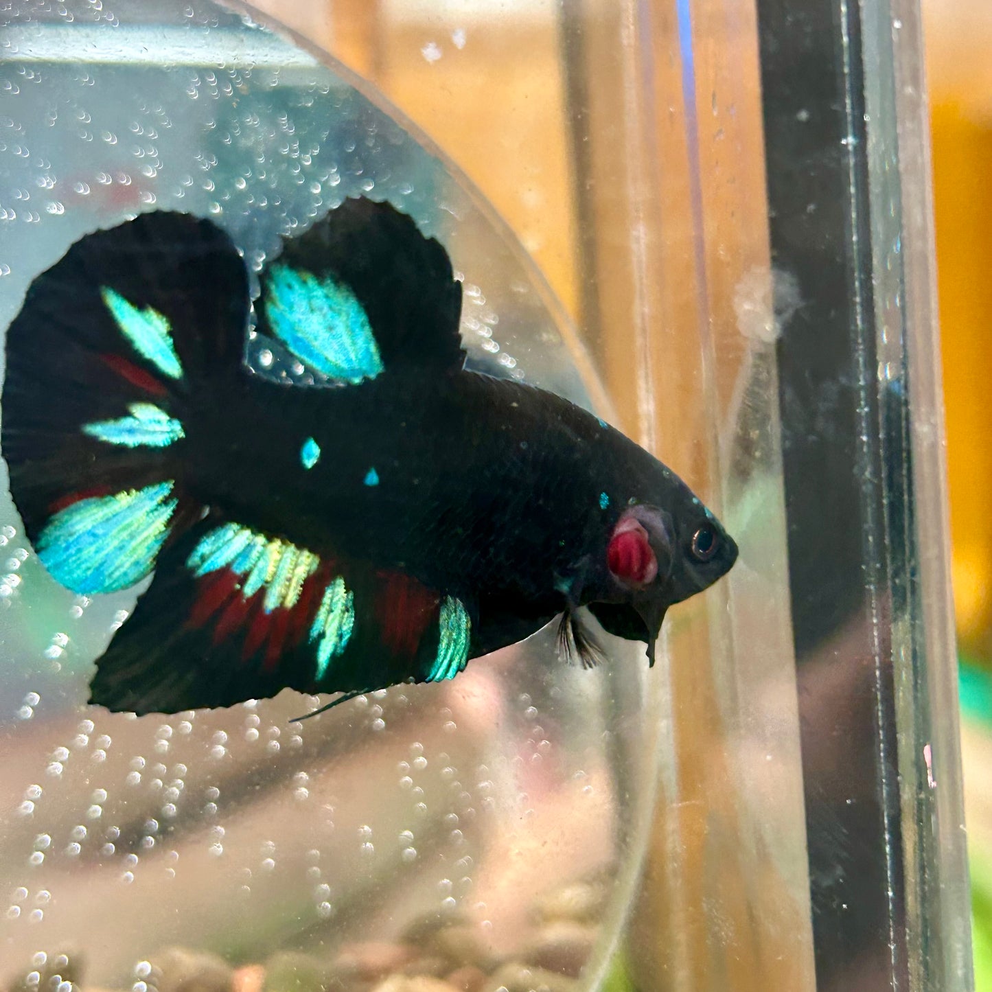 Avarta Nebula Plakat - Male Betta 044