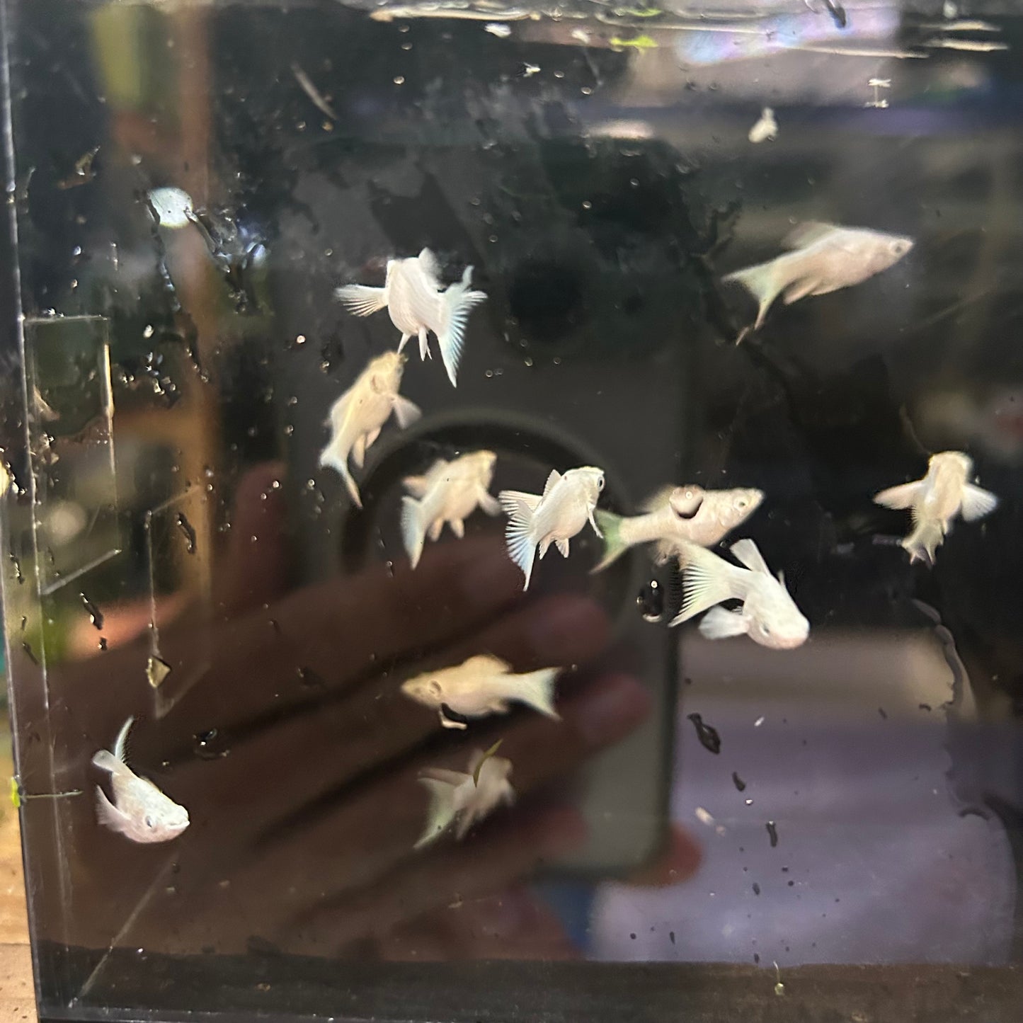 Platinum Lyretail Balloon Molly - Juvenile