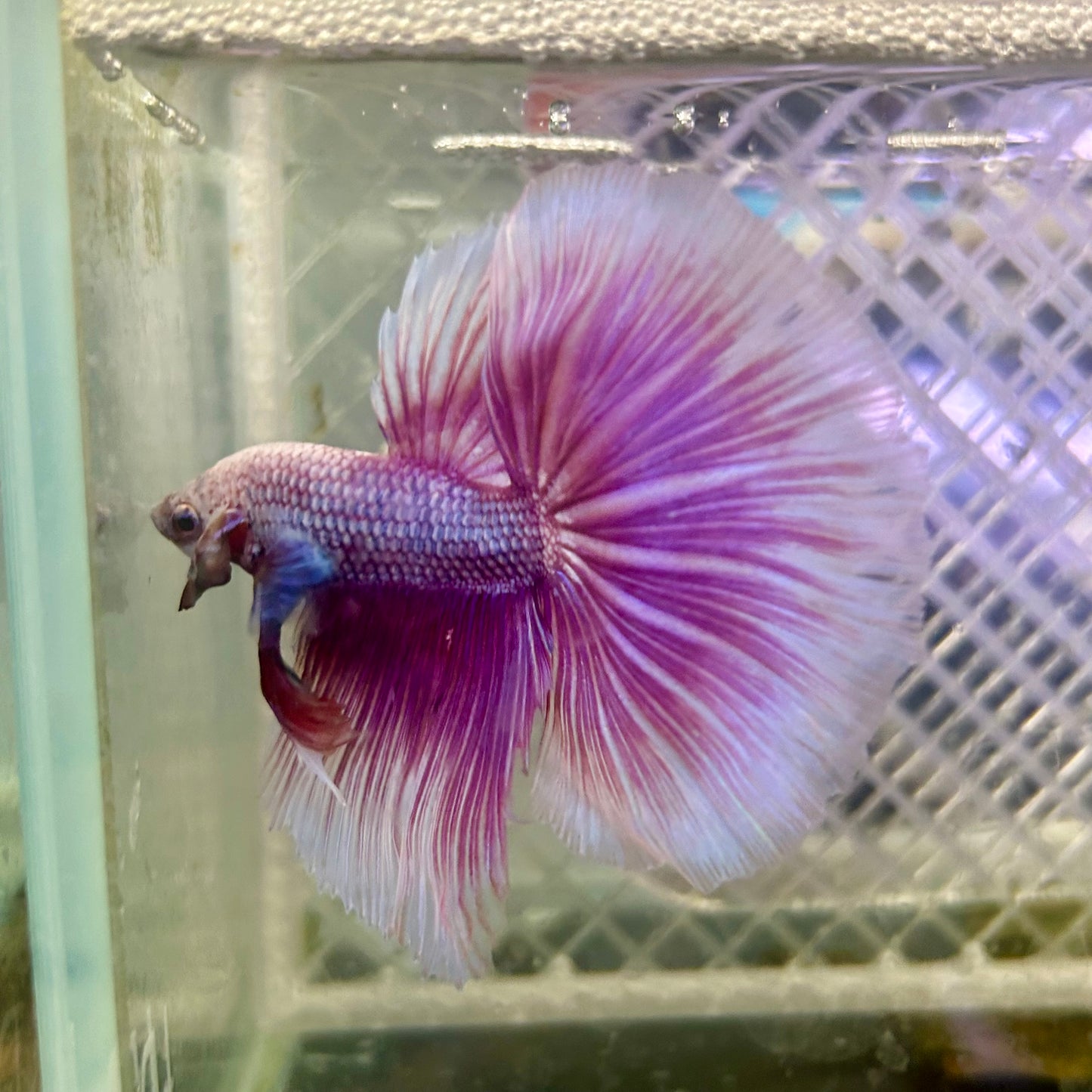 Halfmoon Purple Pink - Male Betta #153