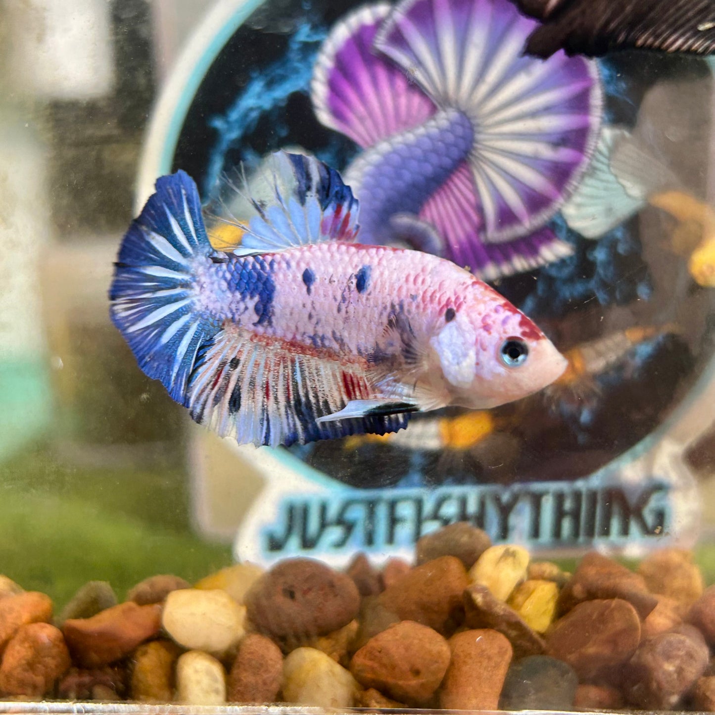 Blue Koi Candy Plakat - Male betta 035