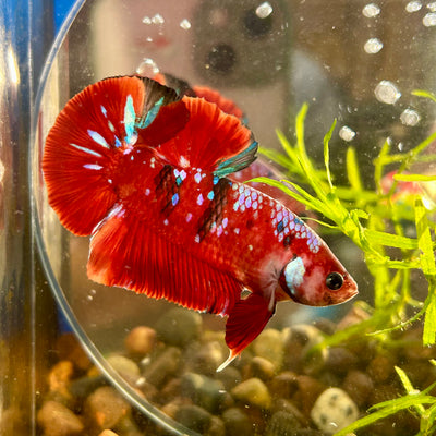 Red Koi Galaxy Plakat - Male Betta 056