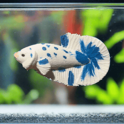 3D Printed Hand Painted Male Betta Fish Aquarium Safe