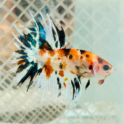 Betta Male Crowntail Orange Koi #jul27