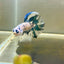 Blue Marble Halfmoon - Male Betta 027