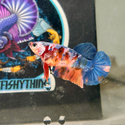 Multicolor Koi Halfmoon - Female Betta 97