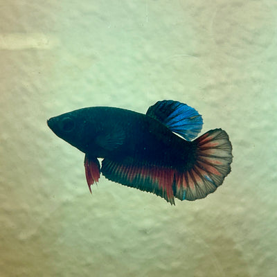 Avarta Vampire Plakat - Female Betta 197