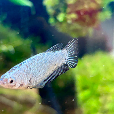 Black Dragon Plakat - Female Betta