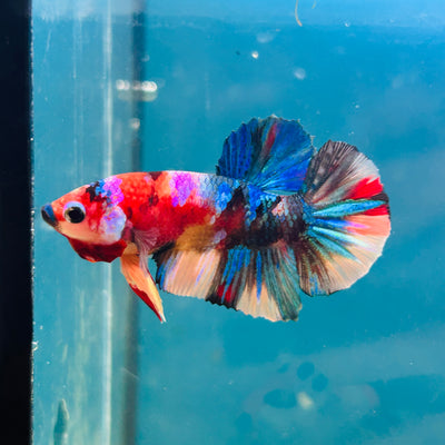 Multicolor Koi Plakat - Male Betta A110
