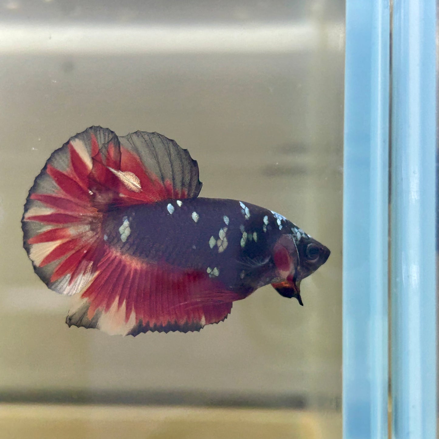 Vampire Copper Avarta Plakat - Male Betta 078