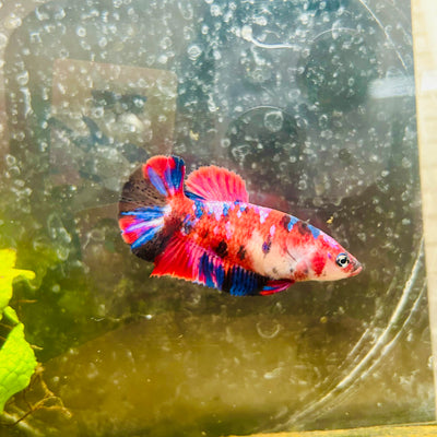 Plakat Red Koi Galaxy Female Betta #200