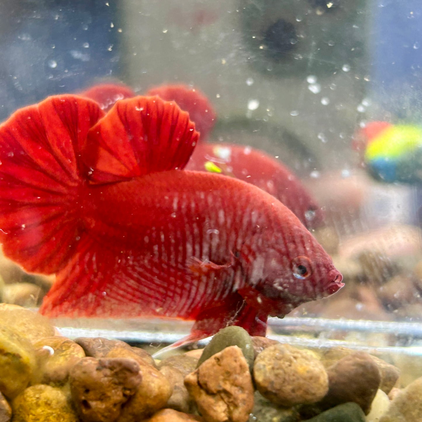 Super Red Plakat - Male Betta