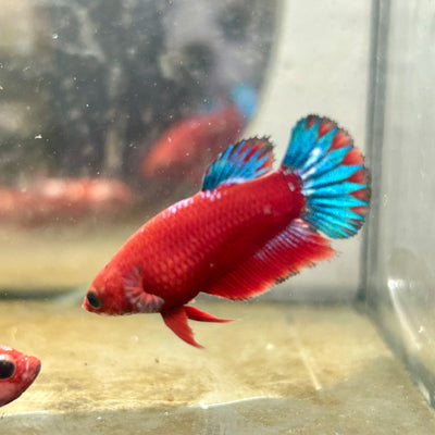 Plakat Red Fancy Startail Female Betta #019