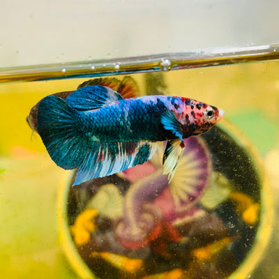 Blue Koi Candy Plakat - Male betta 041