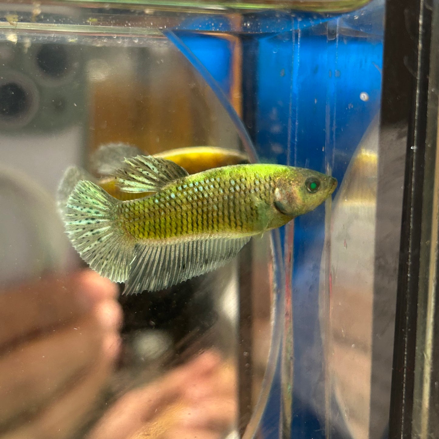 Neon Koi Plakat - Female Betta 170