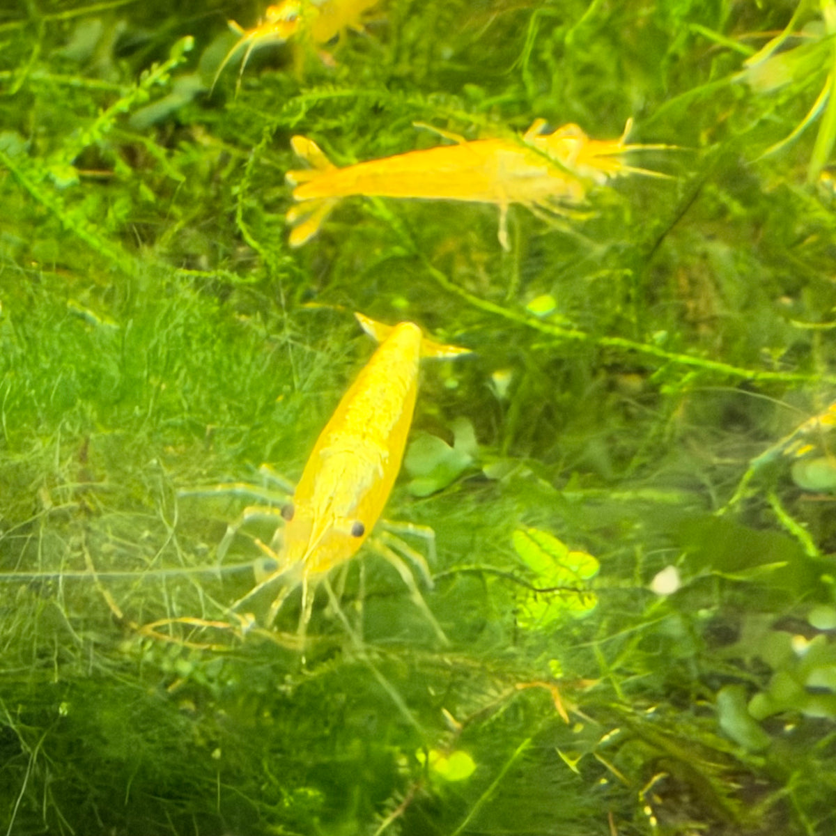 Golden Back Neocaridina Shrimp - Good Grade
