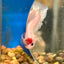 Koi Tancho Plakat - Male Betta 016