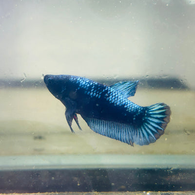 Avarta Black Light Plakat - Female betta 191