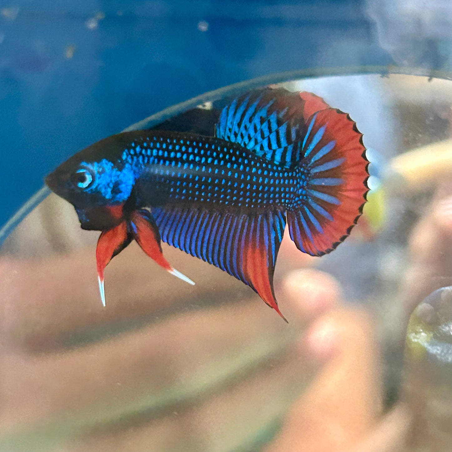 Wild Imbellis Blue - Male Betta 089