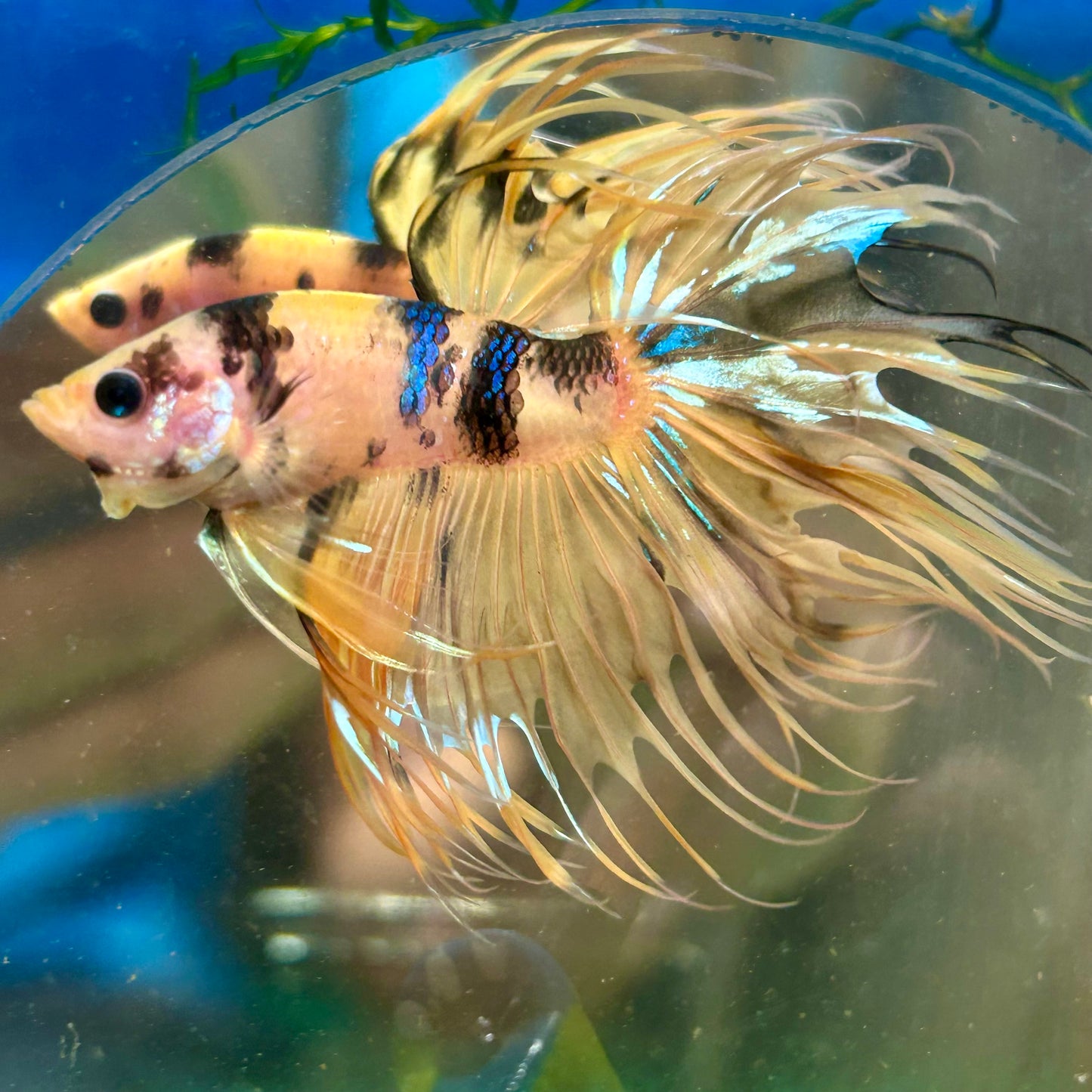 Tiger Koi Crowntail - Male Betta 091