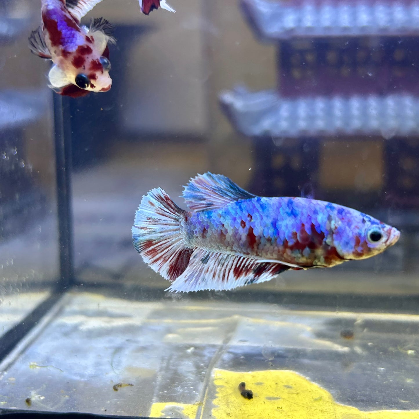 Red Snow Barongsai Plakat - Female Betta 116