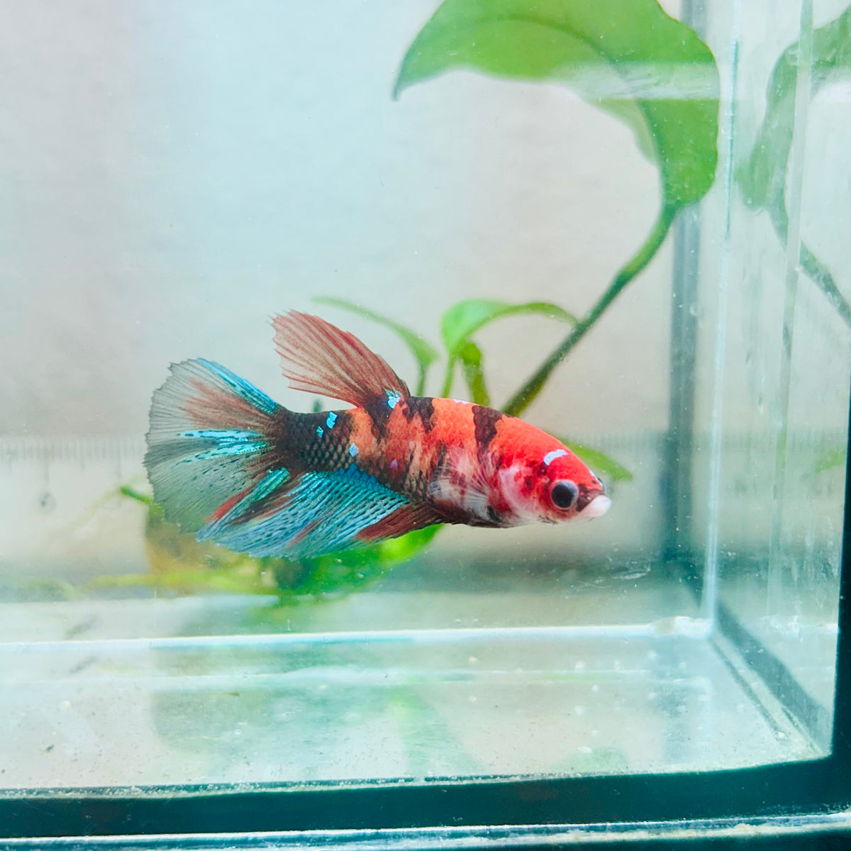 Halfmoon Koi Red Female Betta #Jul35