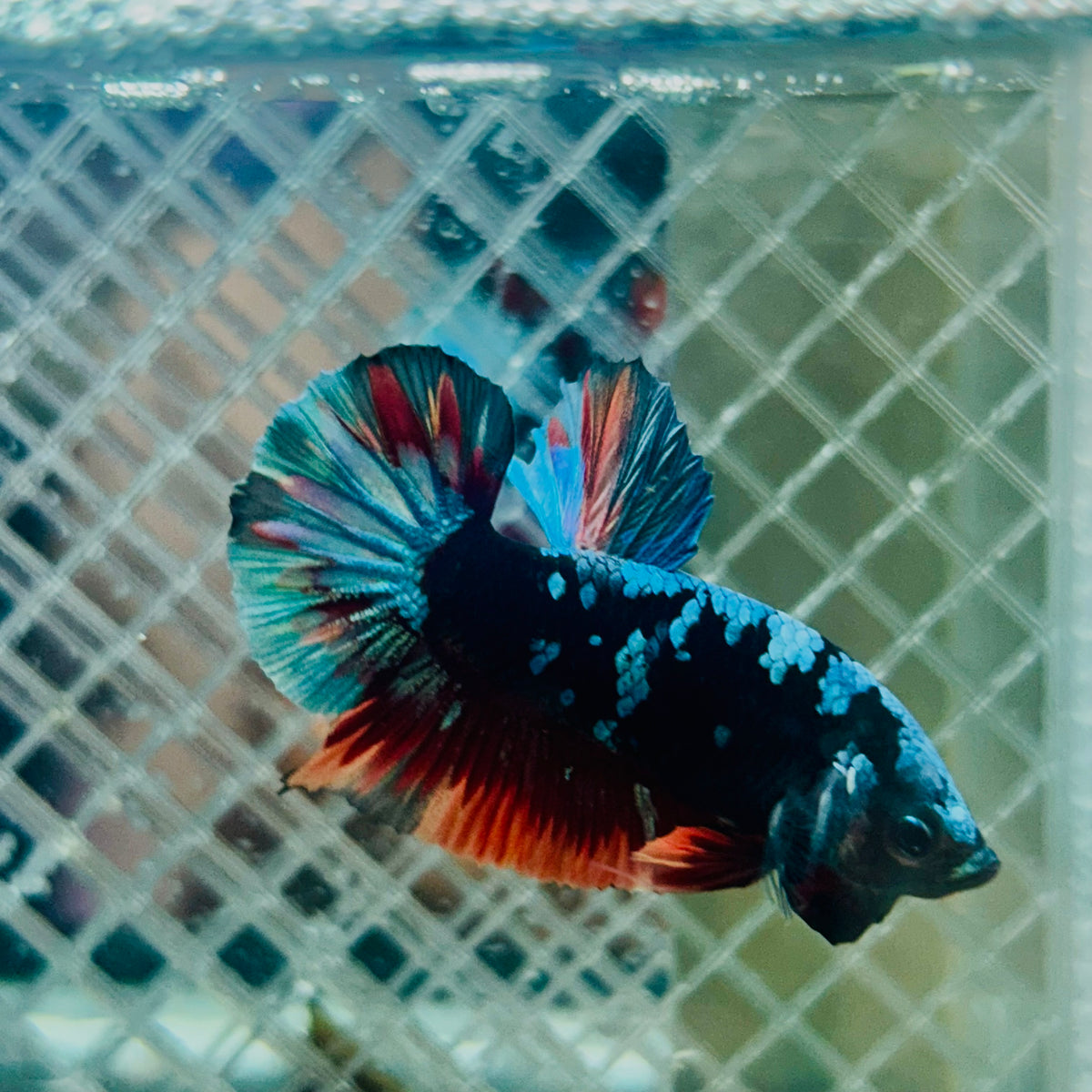 Plakat Avatar Nebula Male Betta #045
