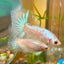 White Copper Fancy Halfmoon - Male Betta 055