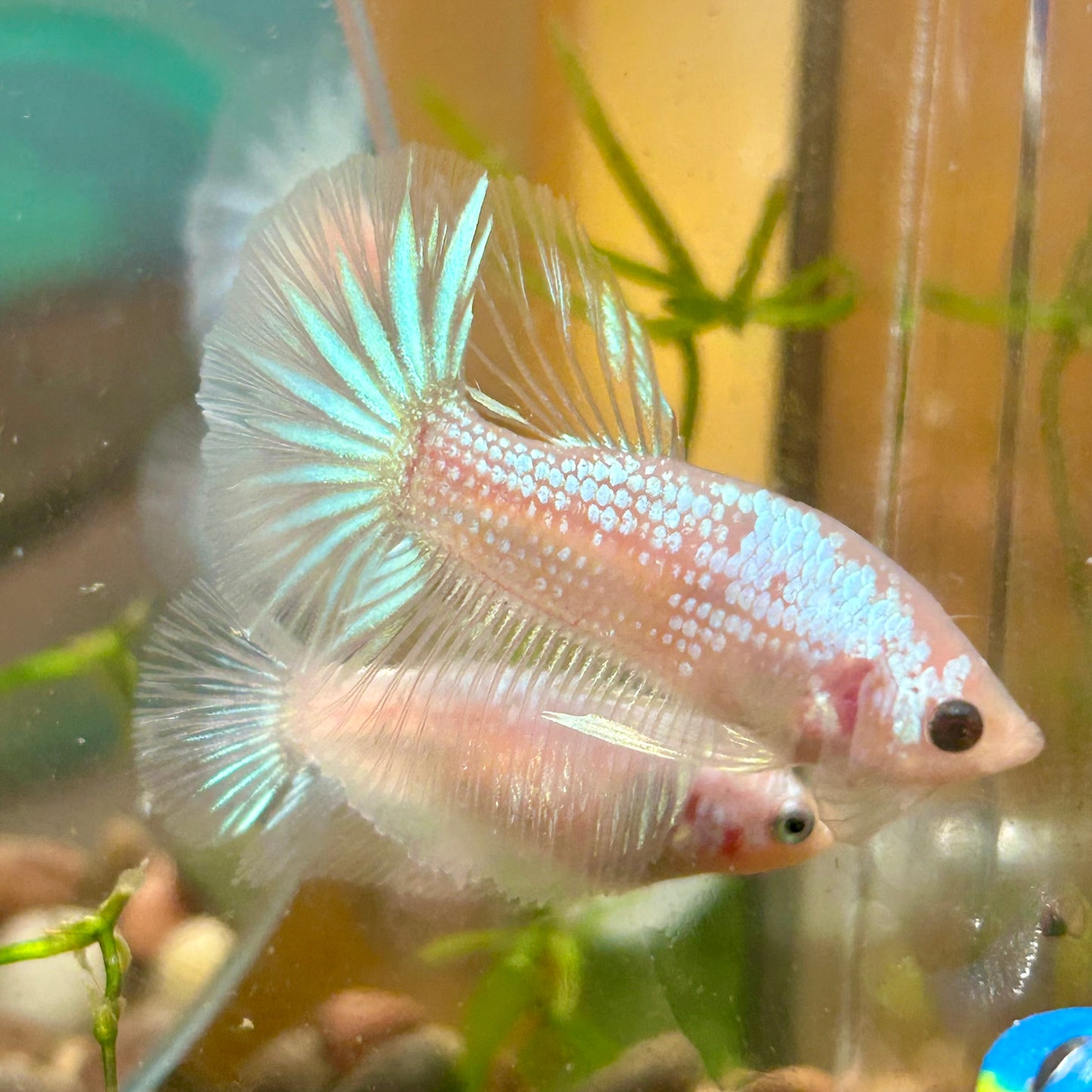 White Copper Fancy Halfmoon - Male Betta 055