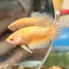 Gold Vanda Plakat - Female Betta 150