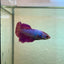 Purple Pink Halfmoon - Female Betta 188