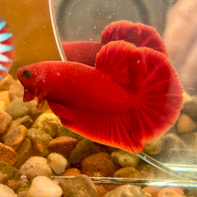 Super Red Plakat - Male Betta 133