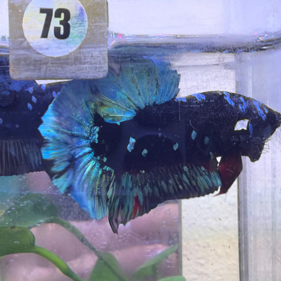 Plakat Avatar Nebula Male Betta #073