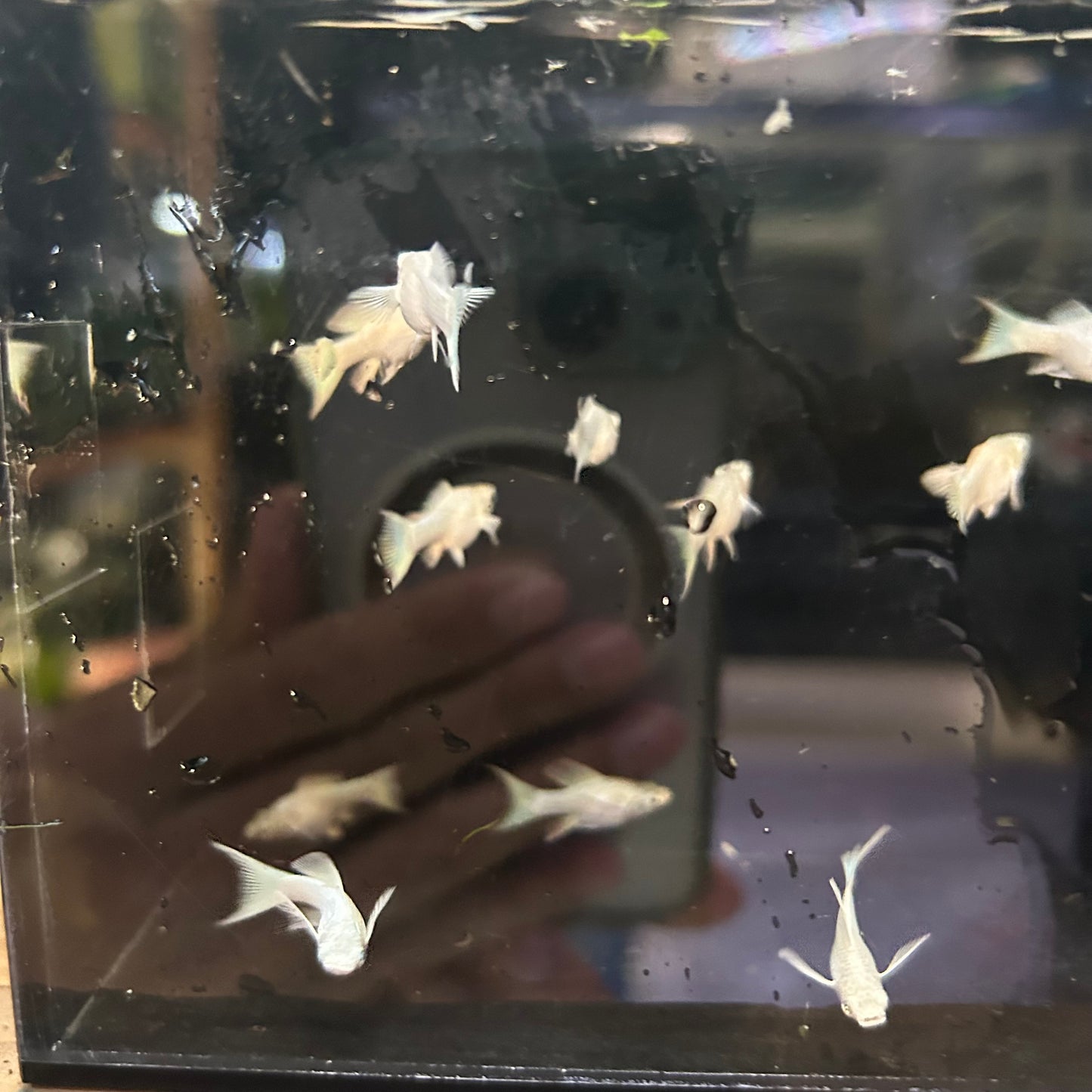 Platinum Lyretail Balloon Molly - Juvenile