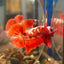 Red Gold Galaxy Plakat - Male Betta 103