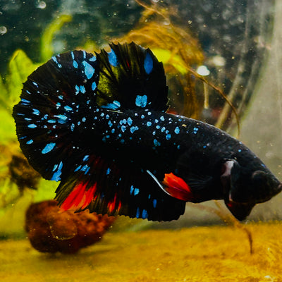 Plakat Avarta Stardust Male Betta #MA39