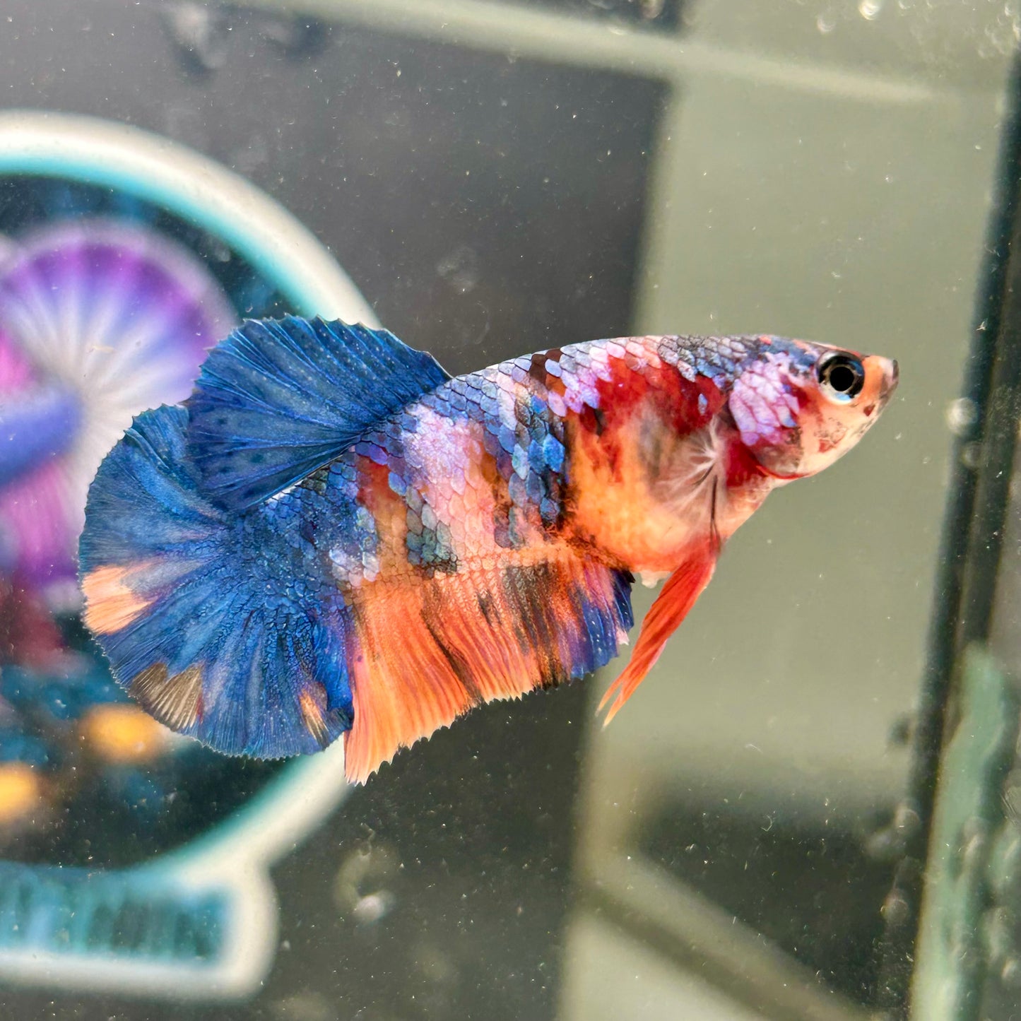 Multicolor Koi Halfmoon - Female Betta 97